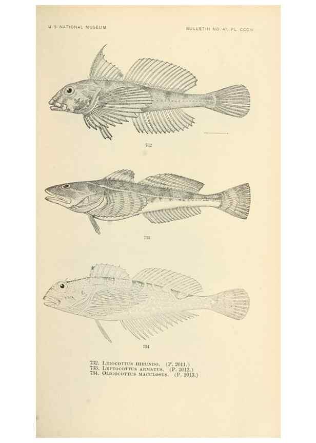 Reproducción/Reproduction 7983537618: The fishes of North and Middle America :. Washington :Smithsonian Institution, United States National Museum,1896-1900.