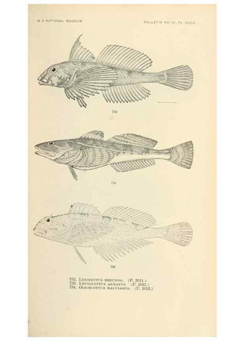 Reproducción/Reproduction 7983537618: The fishes of North and Middle America :. Washington :Smithsonian Institution, United States National Museum,1896-1900.