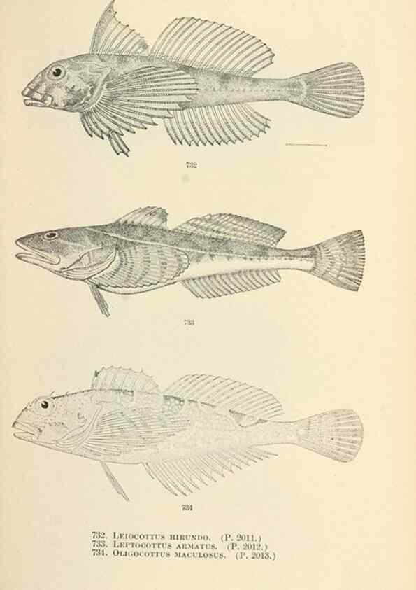 Reproducción/Reproduction 7983537618: The fishes of North and Middle America :. Washington :Smithsonian Institution, United States National Museum,1896-1900.