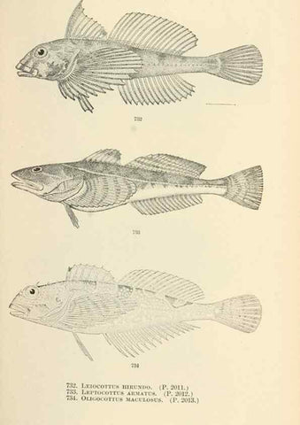 Reproducción/Reproduction 7983537618: The fishes of North and Middle America :. Washington :Smithsonian Institution, United States National Museum,1896-1900.