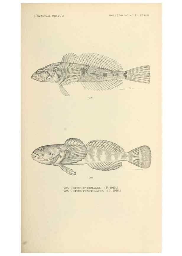 Reproducción/Reproduction 7983532306: The fishes of North and Middle America :. Washington :Smithsonian Institution, United States National Museum,1896-1900.