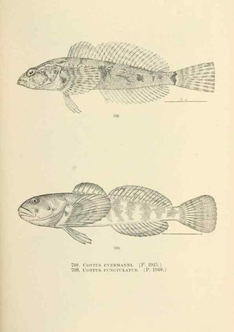 Reproducción/Reproduction 7983532306: The fishes of North and Middle America :. Washington :Smithsonian Institution, United States National Museum,1896-1900.