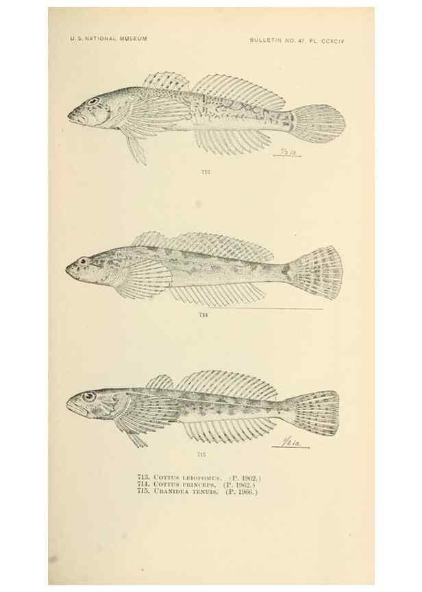 Reproducción/Reproduction 7983533304: The fishes of North and Middle America :. Washington :Smithsonian Institution, United States National Museum,1896-1900.