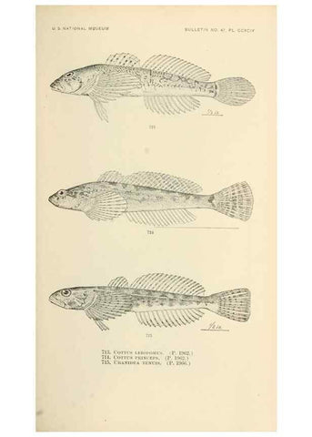 Reproducción/Reproduction 7983533304: The fishes of North and Middle America :. Washington :Smithsonian Institution, United States National Museum,1896-1900.