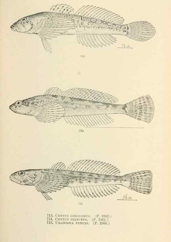 Reproducción/Reproduction 7983533304: The fishes of North and Middle America :. Washington :Smithsonian Institution, United States National Museum,1896-1900.