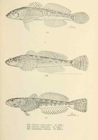 Reproducción/Reproduction 7983533304: The fishes of North and Middle America :. Washington :Smithsonian Institution, United States National Museum,1896-1900.