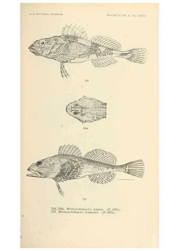 Reproducción/Reproduction 7983533824: The fishes of North and Middle America :. Washington :Smithsonian Institution, United States National Museum,1896-1900.