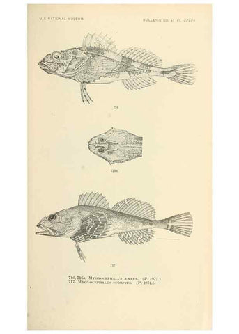 Reproducción/Reproduction 7983533824: The fishes of North and Middle America :. Washington :Smithsonian Institution, United States National Museum,1896-1900.