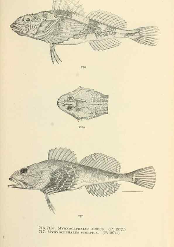 Reproducción/Reproduction 7983533824: The fishes of North and Middle America :. Washington :Smithsonian Institution, United States National Museum,1896-1900.