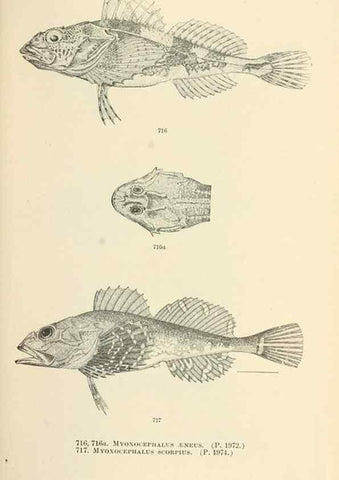 Reproducción/Reproduction 7983533824: The fishes of North and Middle America :. Washington :Smithsonian Institution, United States National Museum,1896-1900.