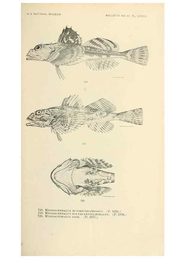 Reproducción/Reproduction 7983529883: The fishes of North and Middle America :. Washington :Smithsonian Institution, United States National Museum,1896-1900.