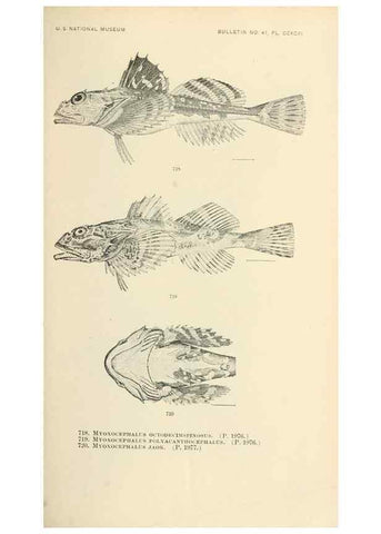 Reproducción/Reproduction 7983529883: The fishes of North and Middle America :. Washington :Smithsonian Institution, United States National Museum,1896-1900.