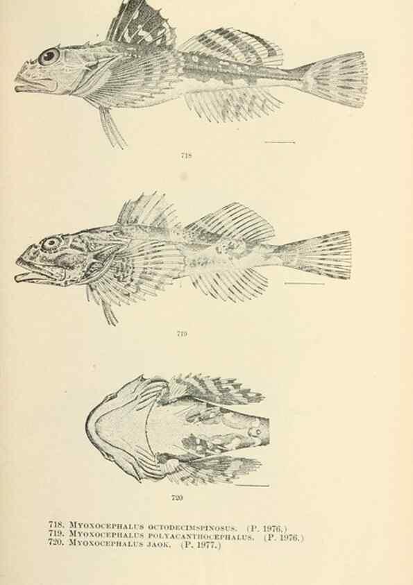 Reproducción/Reproduction 7983529883: The fishes of North and Middle America :. Washington :Smithsonian Institution, United States National Museum,1896-1900.
