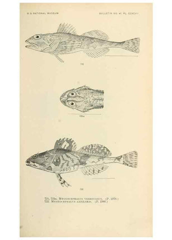 Reproducción/Reproduction 7983534926: The fishes of North and Middle America :. Washington :Smithsonian Institution, United States National Museum,1896-1900.