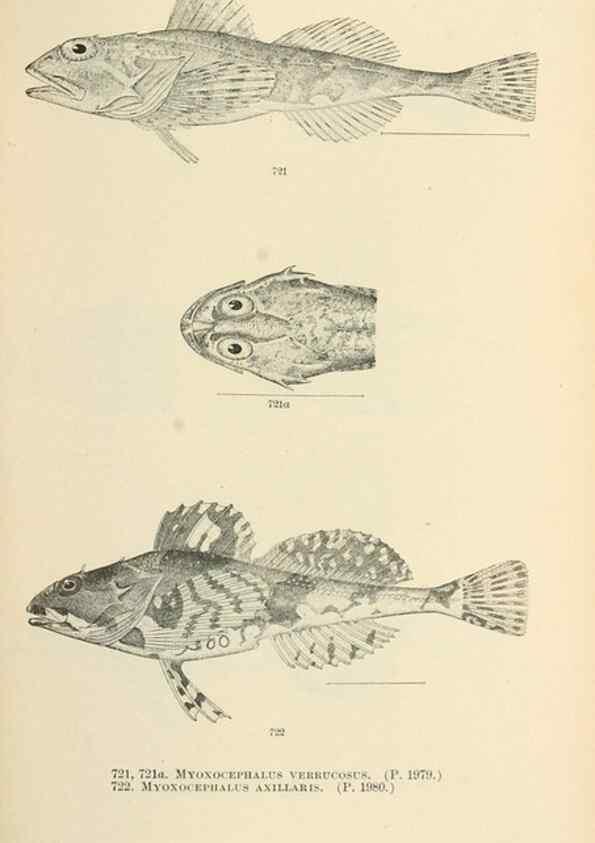 Reproducción/Reproduction 7983534926: The fishes of North and Middle America :. Washington :Smithsonian Institution, United States National Museum,1896-1900.