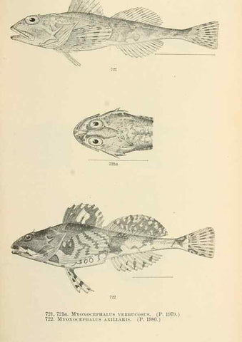 Reproducción/Reproduction 7983534926: The fishes of North and Middle America :. Washington :Smithsonian Institution, United States National Museum,1896-1900.