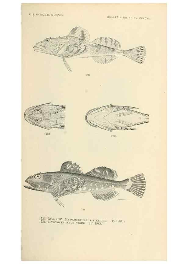 Reproducción/Reproduction 7983530973: The fishes of North and Middle America :. Washington :Smithsonian Institution, United States National Museum,1896-1900.
