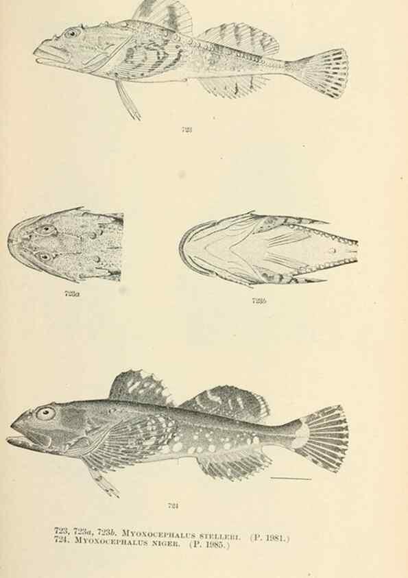 Reproducción/Reproduction 7983530973: The fishes of North and Middle America :. Washington :Smithsonian Institution, United States National Museum,1896-1900.