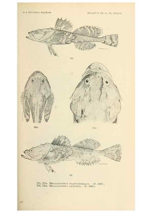 Reproducción/Reproduction 7983535858: The fishes of North and Middle America :. Washington :Smithsonian Institution, United States National Museum,1896-1900.