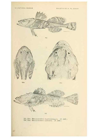 Reproducción/Reproduction 7983535858: The fishes of North and Middle America :. Washington :Smithsonian Institution, United States National Museum,1896-1900.