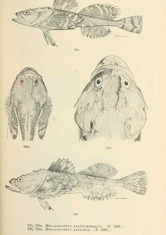 Reproducción/Reproduction 7983535858: The fishes of North and Middle America :. Washington :Smithsonian Institution, United States National Museum,1896-1900.