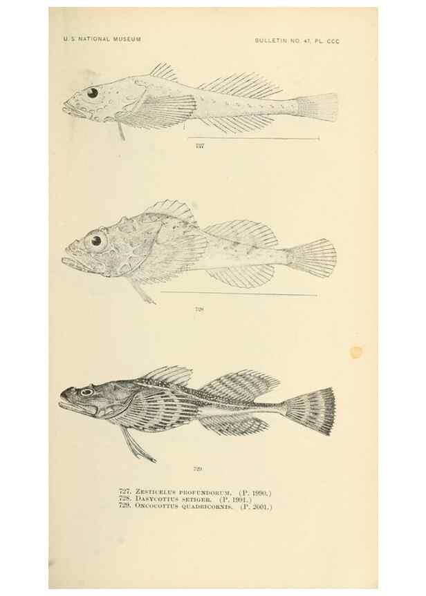 Reproducción/Reproduction 7983536464: The fishes of North and Middle America :. Washington :Smithsonian Institution, United States National Museum,1896-1900.