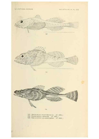 Reproducción/Reproduction 7983536464: The fishes of North and Middle America :. Washington :Smithsonian Institution, United States National Museum,1896-1900.
