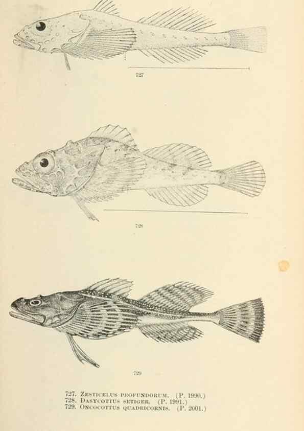Reproducción/Reproduction 7983536464: The fishes of North and Middle America :. Washington :Smithsonian Institution, United States National Museum,1896-1900.