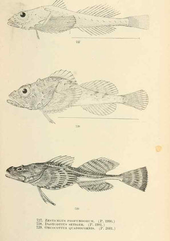 Reproducción/Reproduction 7983536464: The fishes of North and Middle America :. Washington :Smithsonian Institution, United States National Museum,1896-1900.