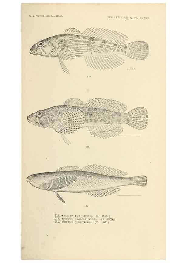 Reproducción/Reproduction 7983532794: The fishes of North and Middle America :. Washington :Smithsonian Institution, United States National Museum,1896-1900.
