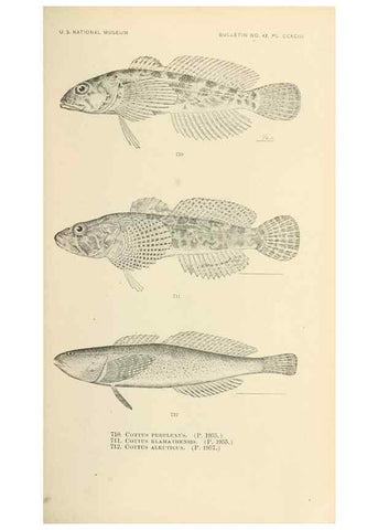Reproducción/Reproduction 7983532794: The fishes of North and Middle America :. Washington :Smithsonian Institution, United States National Museum,1896-1900.
