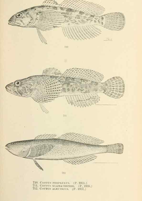 Reproducción/Reproduction 7983532794: The fishes of North and Middle America :. Washington :Smithsonian Institution, United States National Museum,1896-1900.