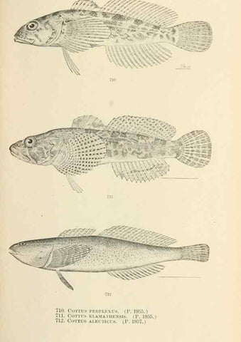 Reproducción/Reproduction 7983532794: The fishes of North and Middle America :. Washington :Smithsonian Institution, United States National Museum,1896-1900.