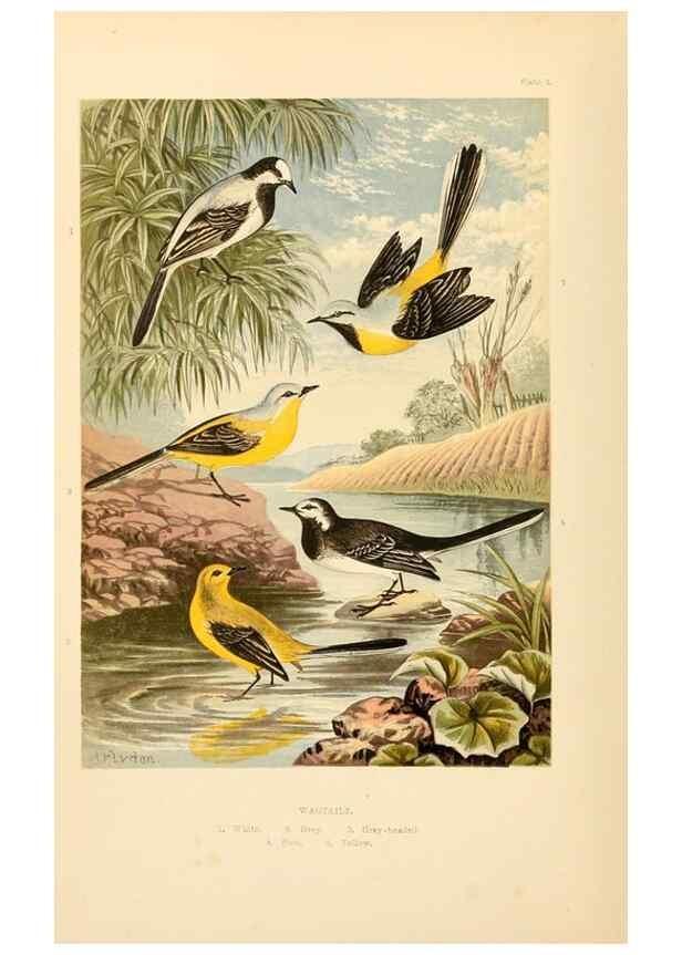 Reproducción/Reproduction 8053827873: The smaller British birds :. London :Gibbins,1894.