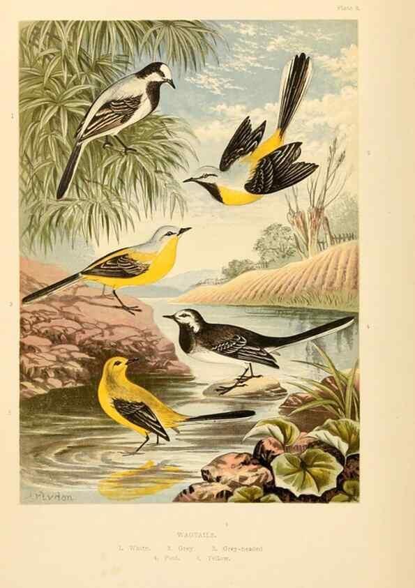 Reproducción/Reproduction 8053827873: The smaller British birds :. London :Gibbins,1894.