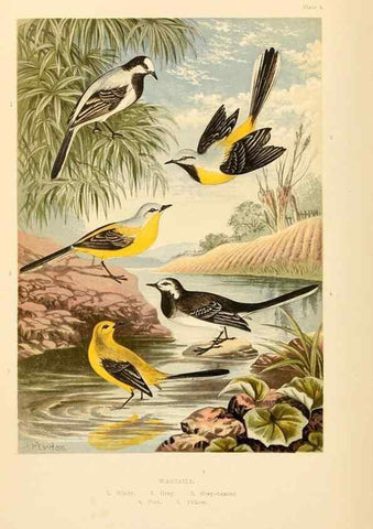 Reproducción/Reproduction 8053827873: The smaller British birds :. London :Gibbins,1894.
