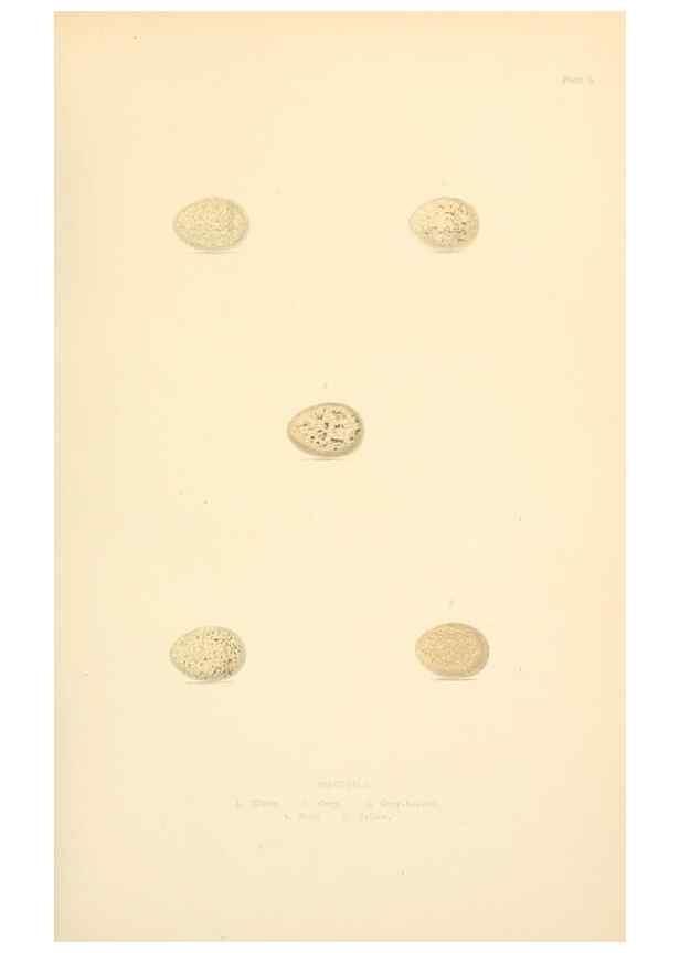 Reproducción/Reproduction 8053828403: The smaller British birds :. London :Gibbins,1894.