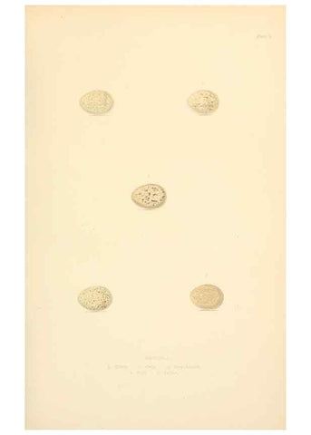 Reproducción/Reproduction 8053828403: The smaller British birds :. London :Gibbins,1894.