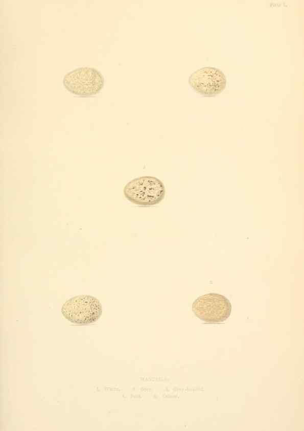 Reproducción/Reproduction 8053828403: The smaller British birds :. London :Gibbins,1894.