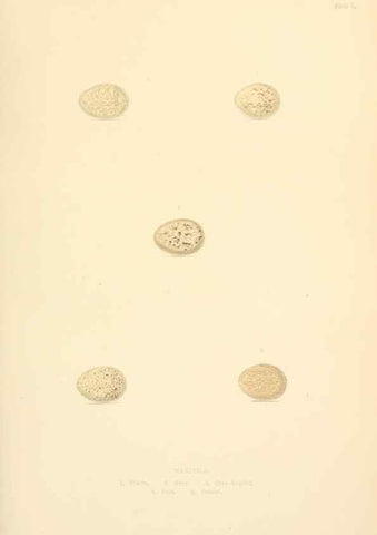Reproducción/Reproduction 8053828403: The smaller British birds :. London :Gibbins,1894.