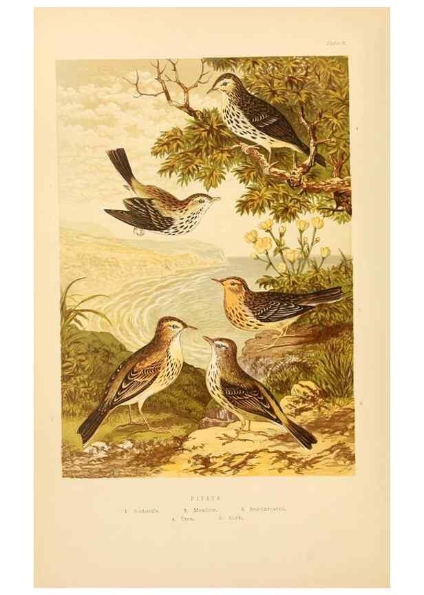 Reproducción/Reproduction 8053829037: The smaller British birds :. London :Gibbins,1894.