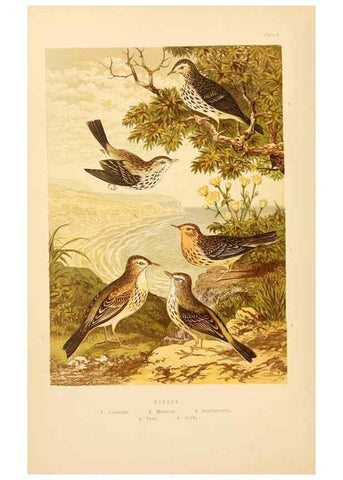 Reproducción/Reproduction 8053829037: The smaller British birds :. London :Gibbins,1894.