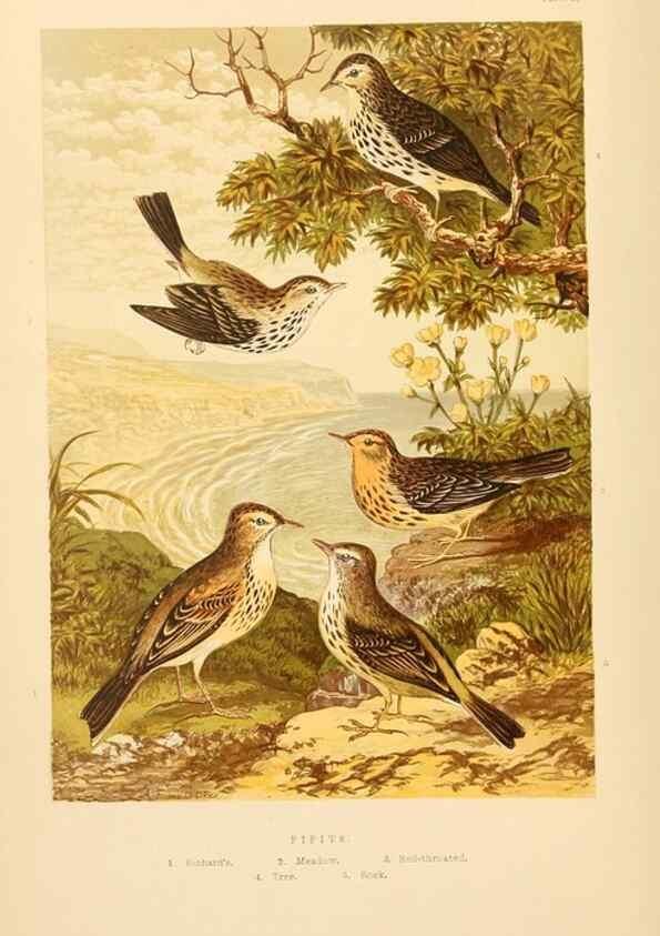 Reproducción/Reproduction 8053829037: The smaller British birds :. London :Gibbins,1894.