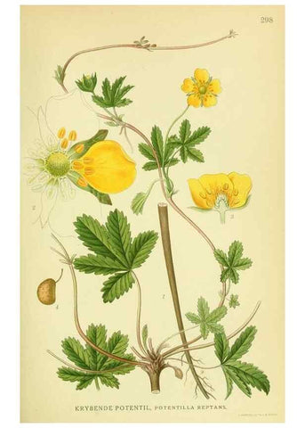 Reproducción/Reproduction 8147567955: Billeder af nordens flora,. København,G.E.C. Gad's forlag,1917-1927.