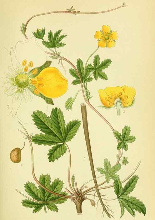 Reproducción/Reproduction 8147567955: Billeder af nordens flora,. København,G.E.C. Gad's forlag,1917-1927.