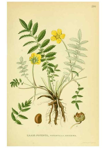 Reproducción/Reproduction 8147568453: Billeder af nordens flora,. København,G.E.C. Gad's forlag,1917-1927.