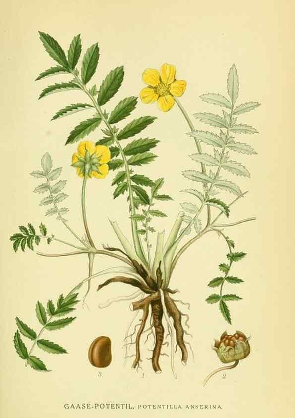 Reproducción/Reproduction 8147568453: Billeder af nordens flora,. København,G.E.C. Gad's forlag,1917-1927.