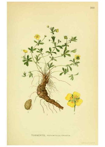 Reproducción/Reproduction 8147601422: Billeder af nordens flora,. København,G.E.C. Gad's forlag,1917-1927.
