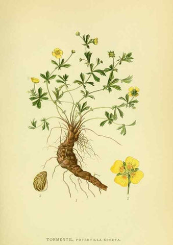 Reproducción/Reproduction 8147601422: Billeder af nordens flora,. København,G.E.C. Gad's forlag,1917-1927.