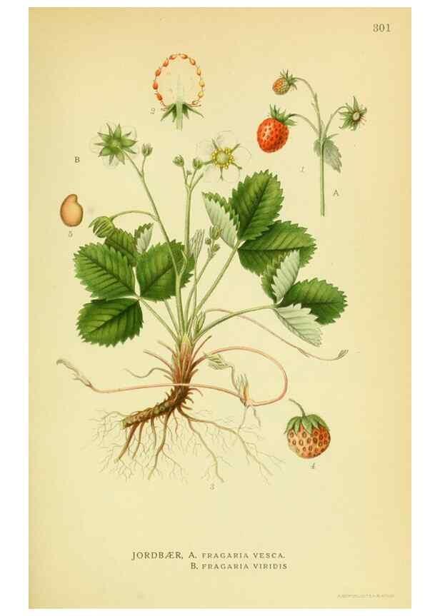 Reproducción/Reproduction 8147601850: Billeder af nordens flora,. København,G.E.C. Gad's forlag,1917-1927.